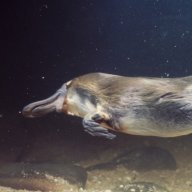 tasbunyip