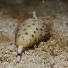 snails