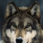 Greywolf